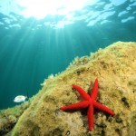 Starfish in Majorca