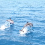 Dolphins in the Saronic