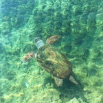 Swimming with turtles in Monemvasia