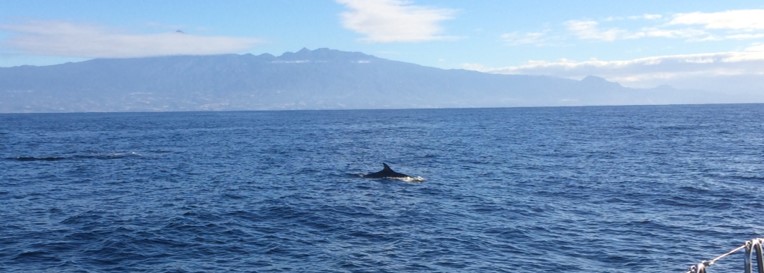 Dolphin 2