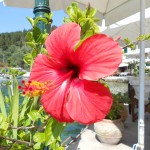 Hibiscus in Lakka