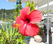 Hibiscus in Lakka