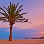 Palm tree in Palma