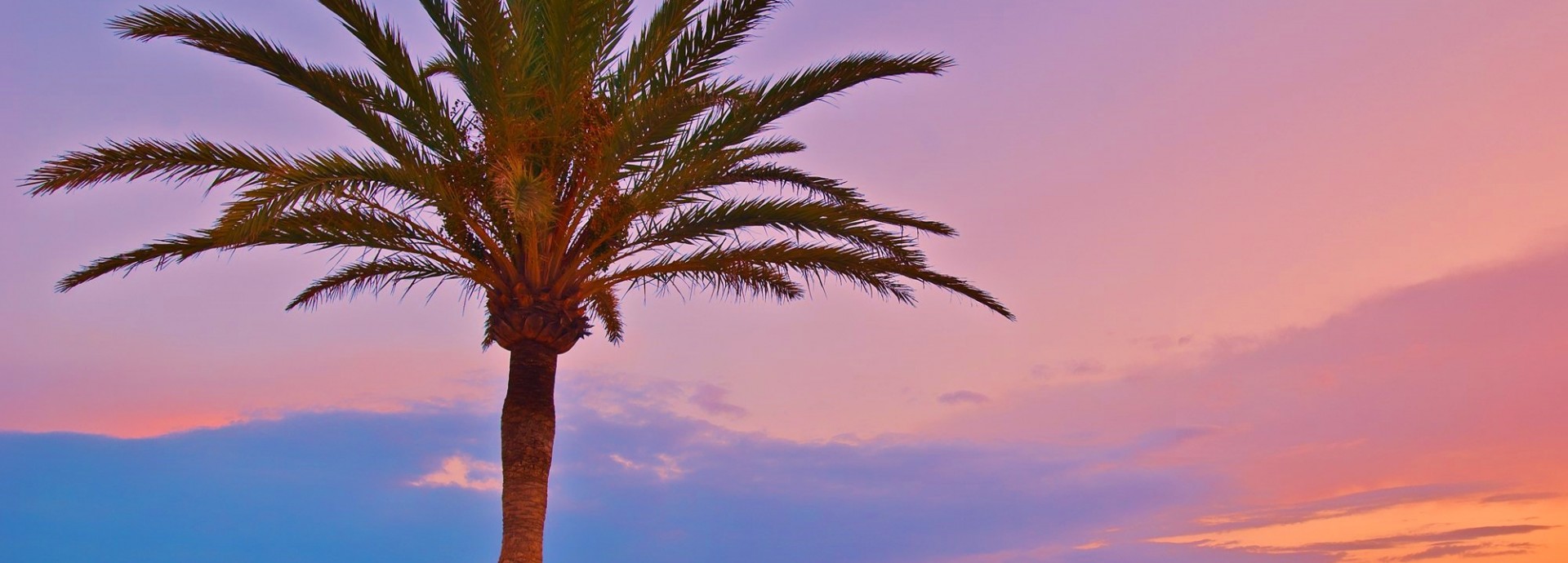 Palm tree in Palma
