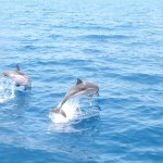 Dolphins in the Saronic