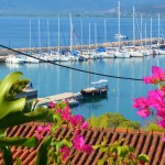 Flowers at Astros in the Saronic Islands