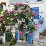 Flowers in Loutraki Town, Sporades