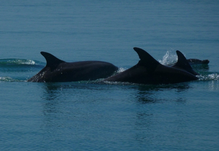 Flotilla: Dolphins spotted with Lead Boat Dessa